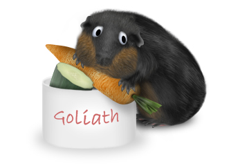 Meerschweinchen Goliath
